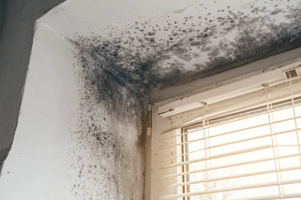 Affordable Attic Mold Remediation solutions in Orbisonia, PA