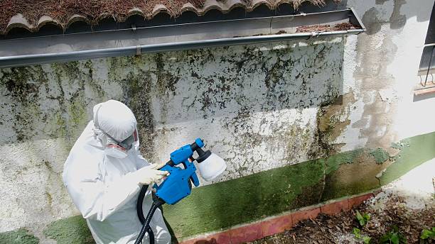 Top rated local Attic Mold Remediation specialists in Orbisonia, PA